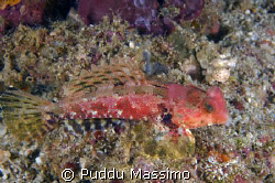 red dragonet,nikon d2x 105mm macro by Puddu Massimo 